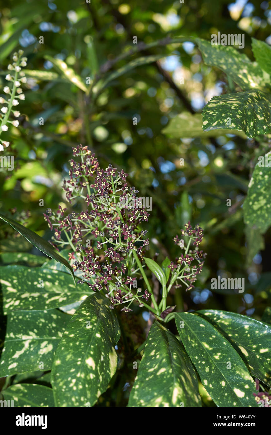 brown inflorescence of Aucuba japonica shrub Stock Photo - Alamy