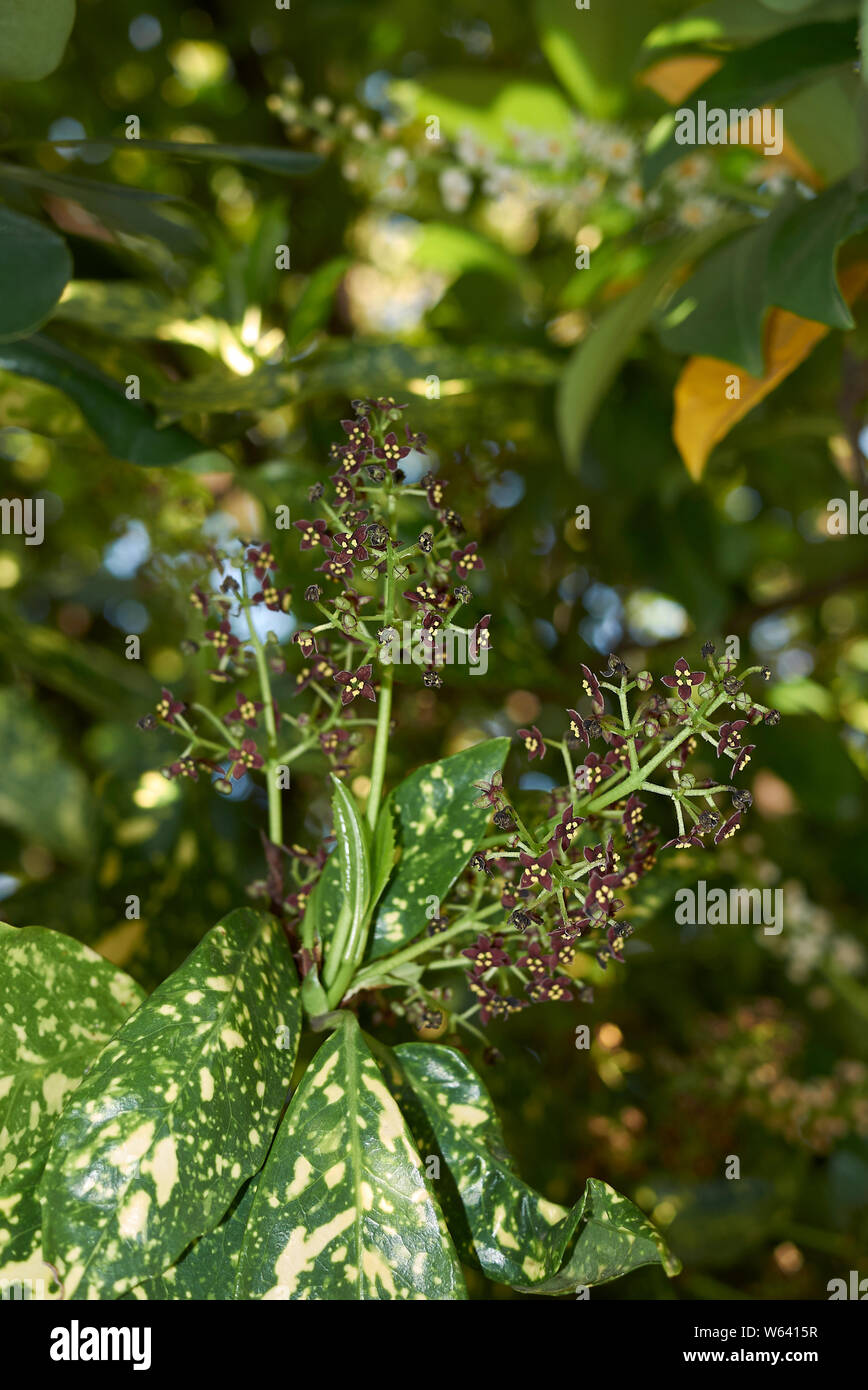 brown inflorescence of Aucuba japonica shrub Stock Photo - Alamy