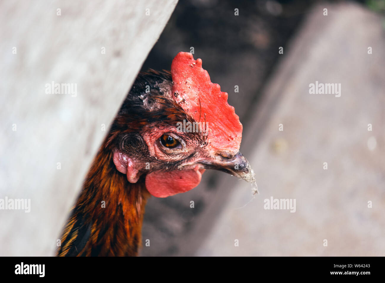 Sad brown hen detail. Unhealty looking chicken. Animal abuse, cruelty to animals. Chicken diseases, mildew on head. Chicken cages, free range chickens. Stock Photo