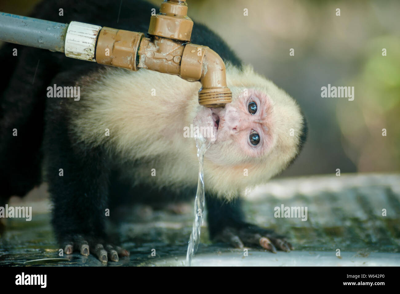 White-faced Capuchin drinking water from a faucet in Costa Rica Stock Photo