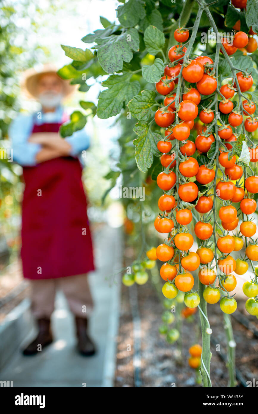 Beautiful branch with cherry tomatoes in the hothouse with senior agronomist on the background Stock Photo