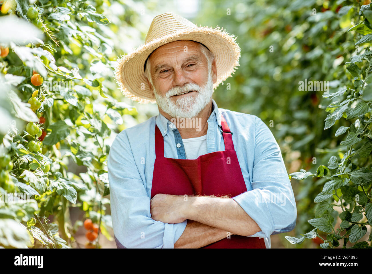 Portrait of a handsome well-dressed senior man growing cherry tomatoes in a well-equipped hothouse on a small agricultural farm. Concept of a small ag Stock Photo