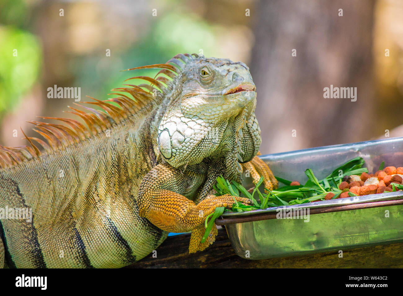 Chameleon eat food in a silver tray on the timber Stock Photo - Alamy