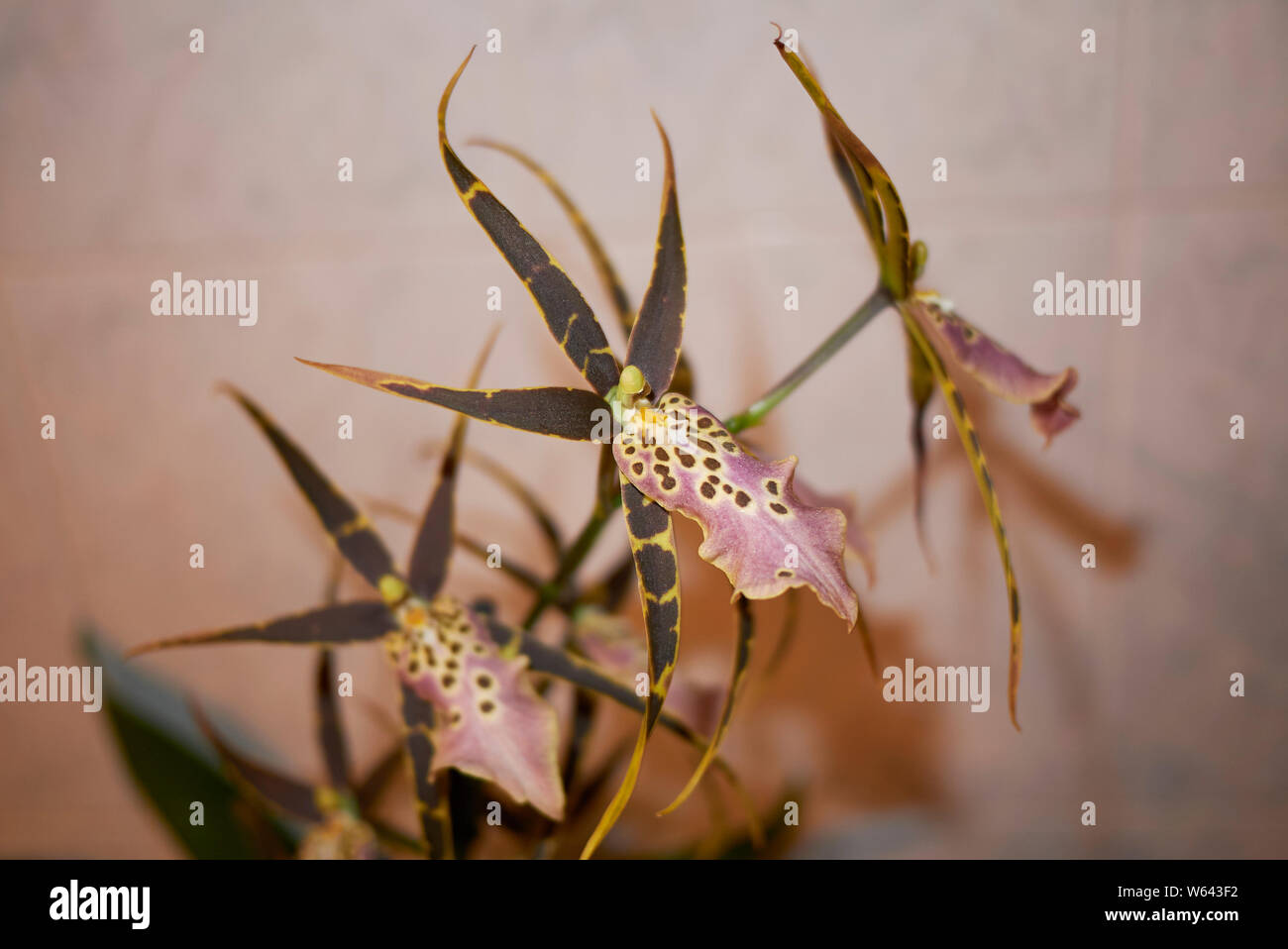 colorful flowers of Brassia shelob, spider orchid Stock Photo