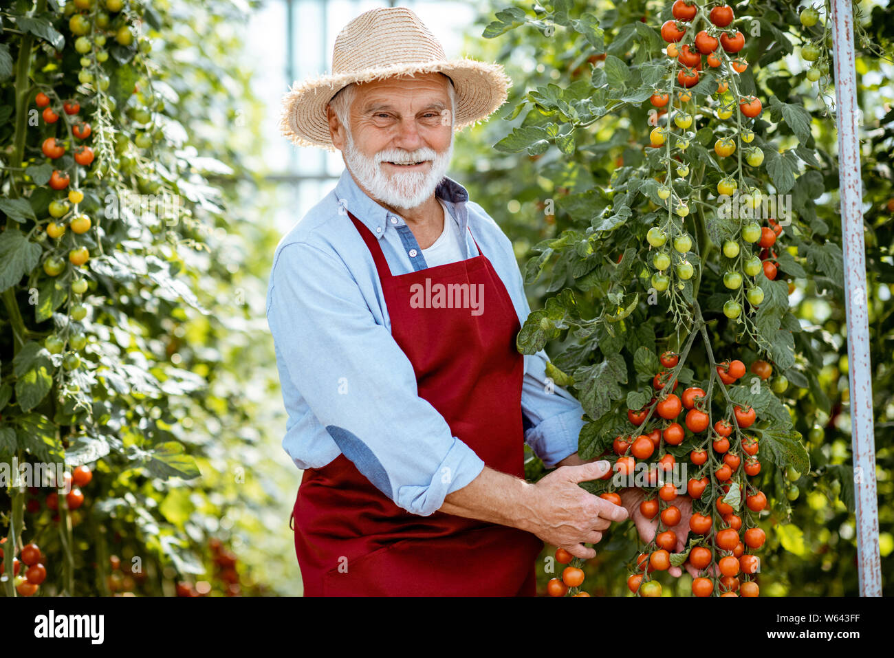 Portrait of a handsome well-dressed senior man growing cherry tomatoes in a well-equipped hothouse on a small agricultural farm. Concept of a small ag Stock Photo