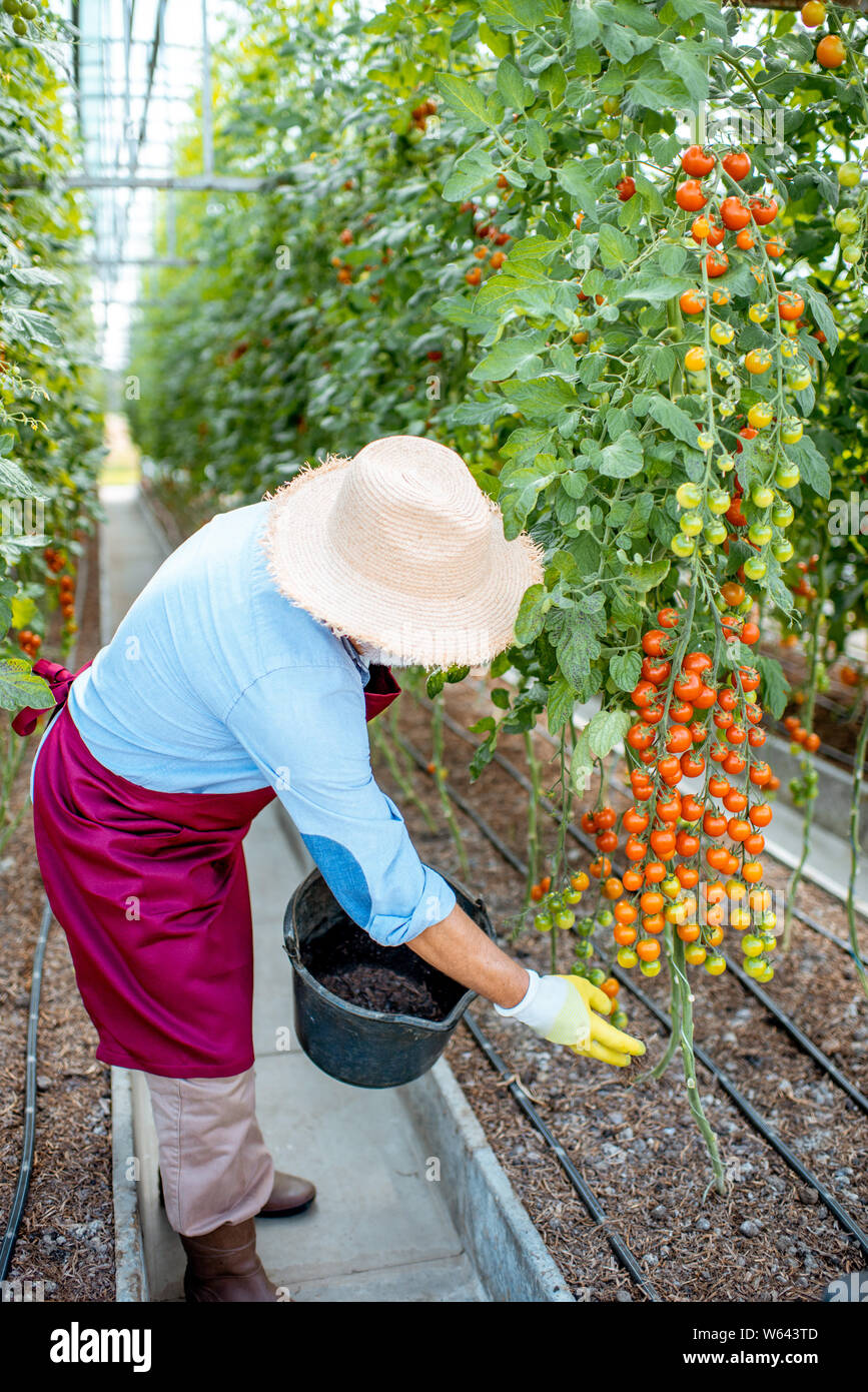 Handsome well-dressed senior man growing cherry tomatoes, sprinkling soil with fertilizer in the hothouse on a small agricultural farm. Concept of a s Stock Photo
