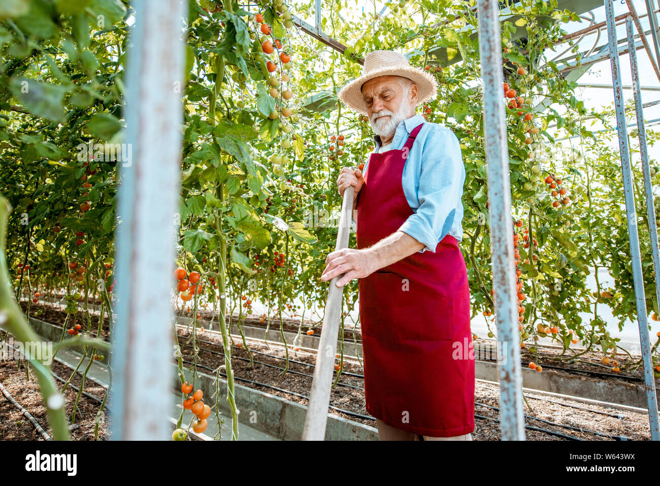 Senior man working on a small agricultural farm, growing cherry tomatoes in a well-equipped hothouse. Wide angle view Stock Photo