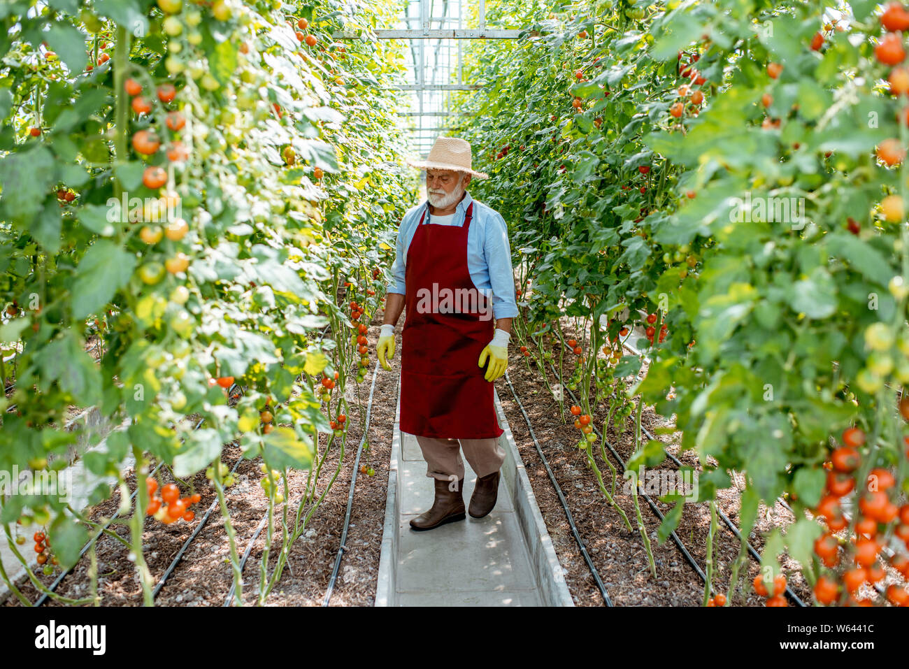 Handsome well-dressed senior man growing cherry tomatoes in a well-equipped hothouse on a small agricultural farm. Concept of a small agribusiness and Stock Photo