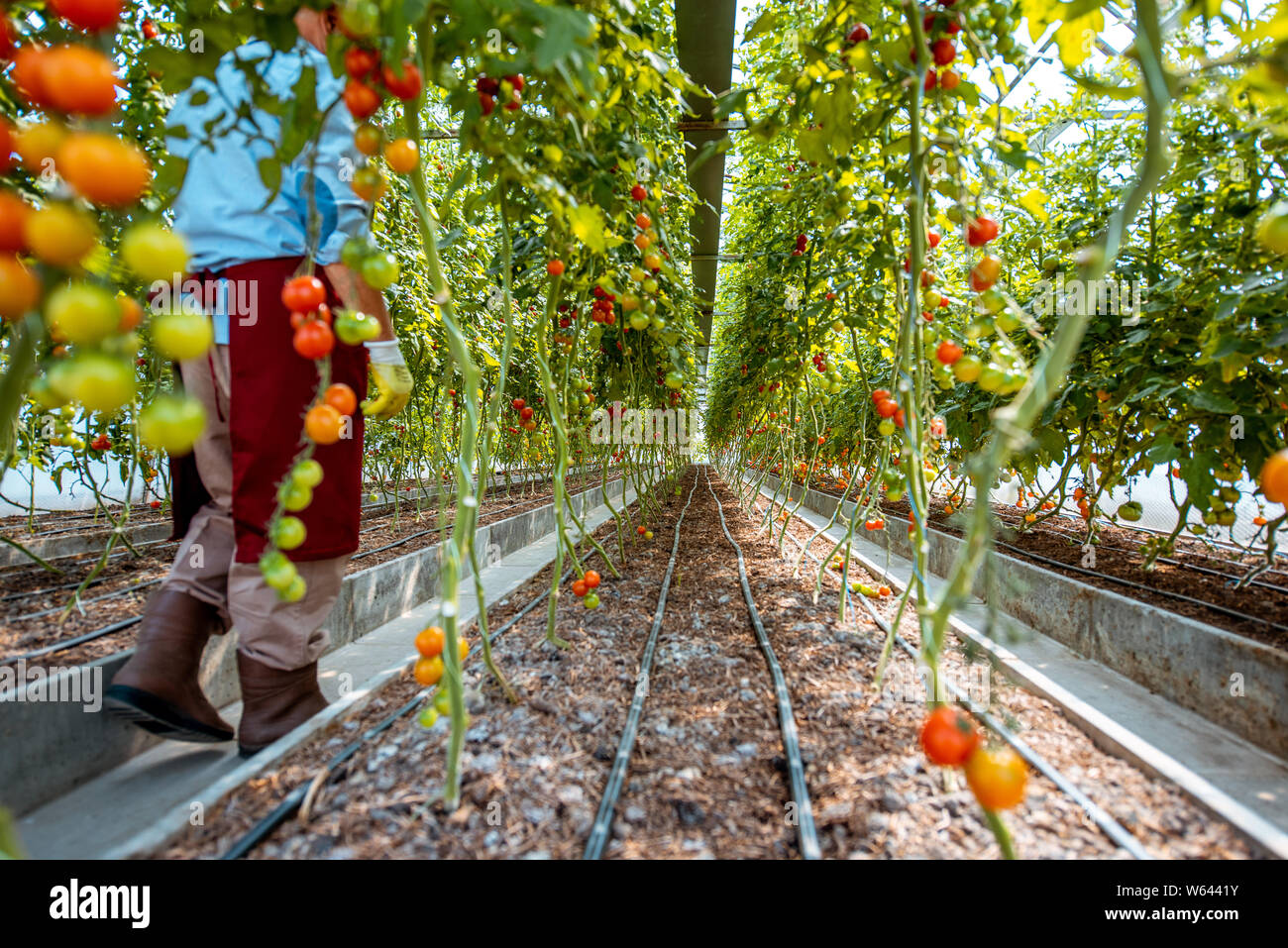 Cherry tomatoes growing in a well-equipped hothouse Stock Photo