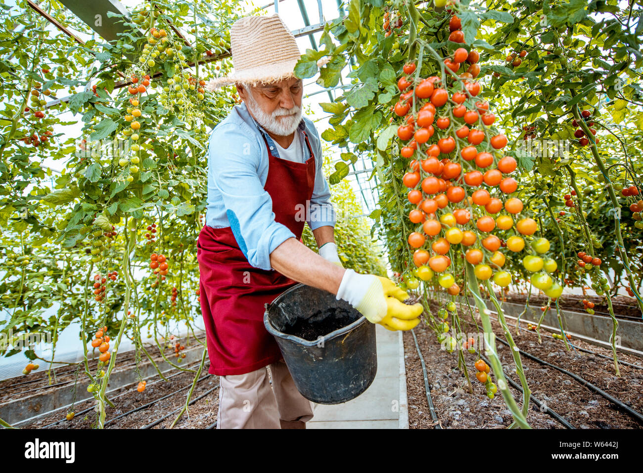 Handsome well-dressed senior man growing cherry tomatoes, sprinkling soil with fertilizer in the hothouse on a small agricultural farm. Concept of a s Stock Photo