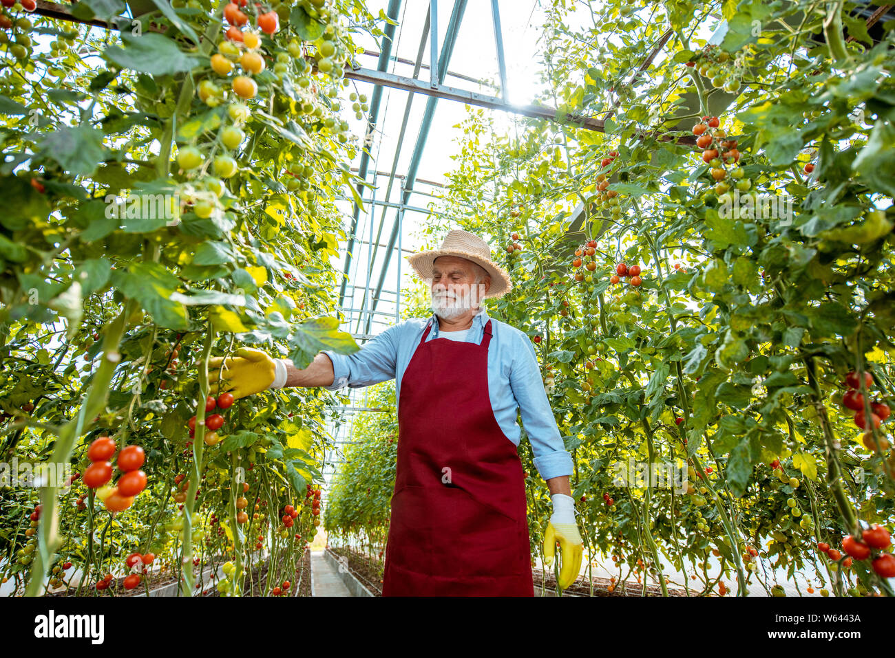 Handsome well-dressed senior man growing cherry tomatoes in a well-equipped hothouse on a small agricultural farm. Concept of a small agribusiness and Stock Photo