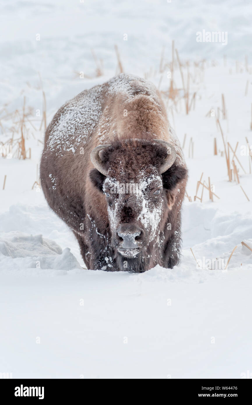 Single Bison frosted in light snow grassing in a snowy field Stock Photo