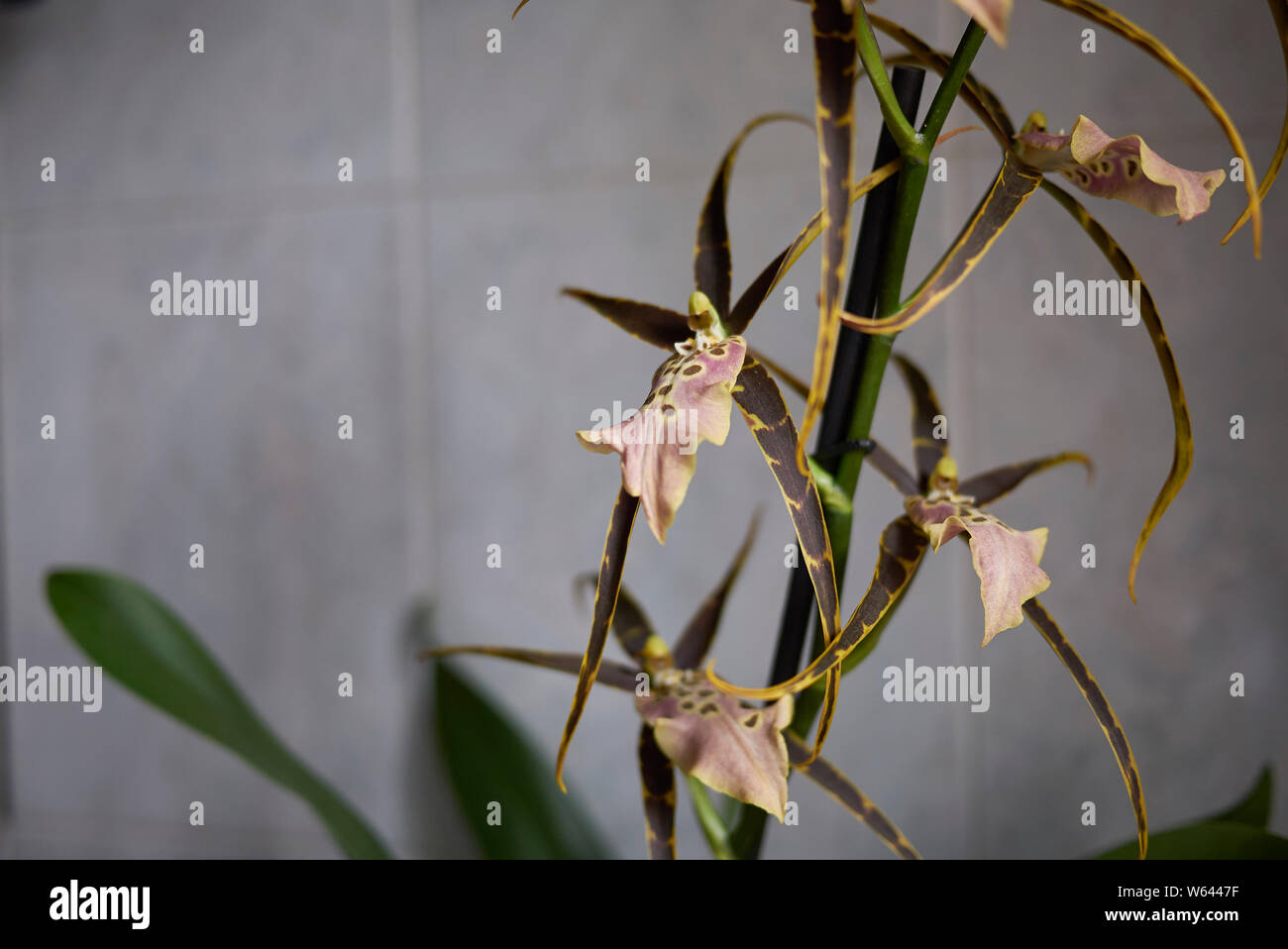 colorful flowers of Brassia shelob, spider orchid Stock Photo