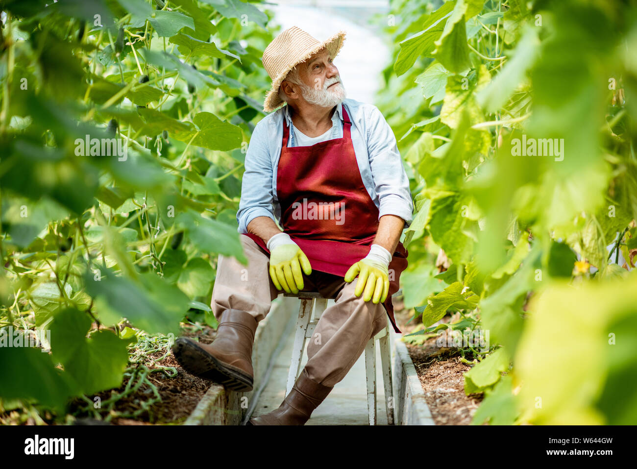 Portrait of a well-dressed senior man sitting in the hothouse with with cucumber plantation on a small agricultural farm Stock Photo