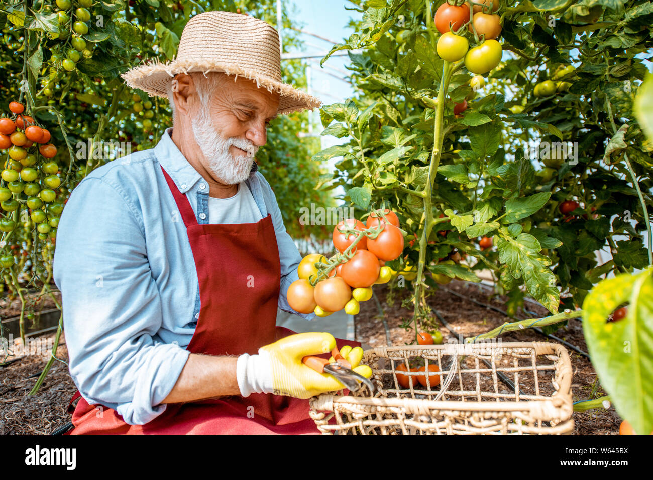 Senior man collecting tomato harvest in the hothouse of a small ...