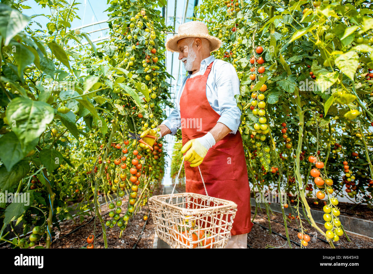 Senior man collecting tomato harvest in the hothouse of a small ...