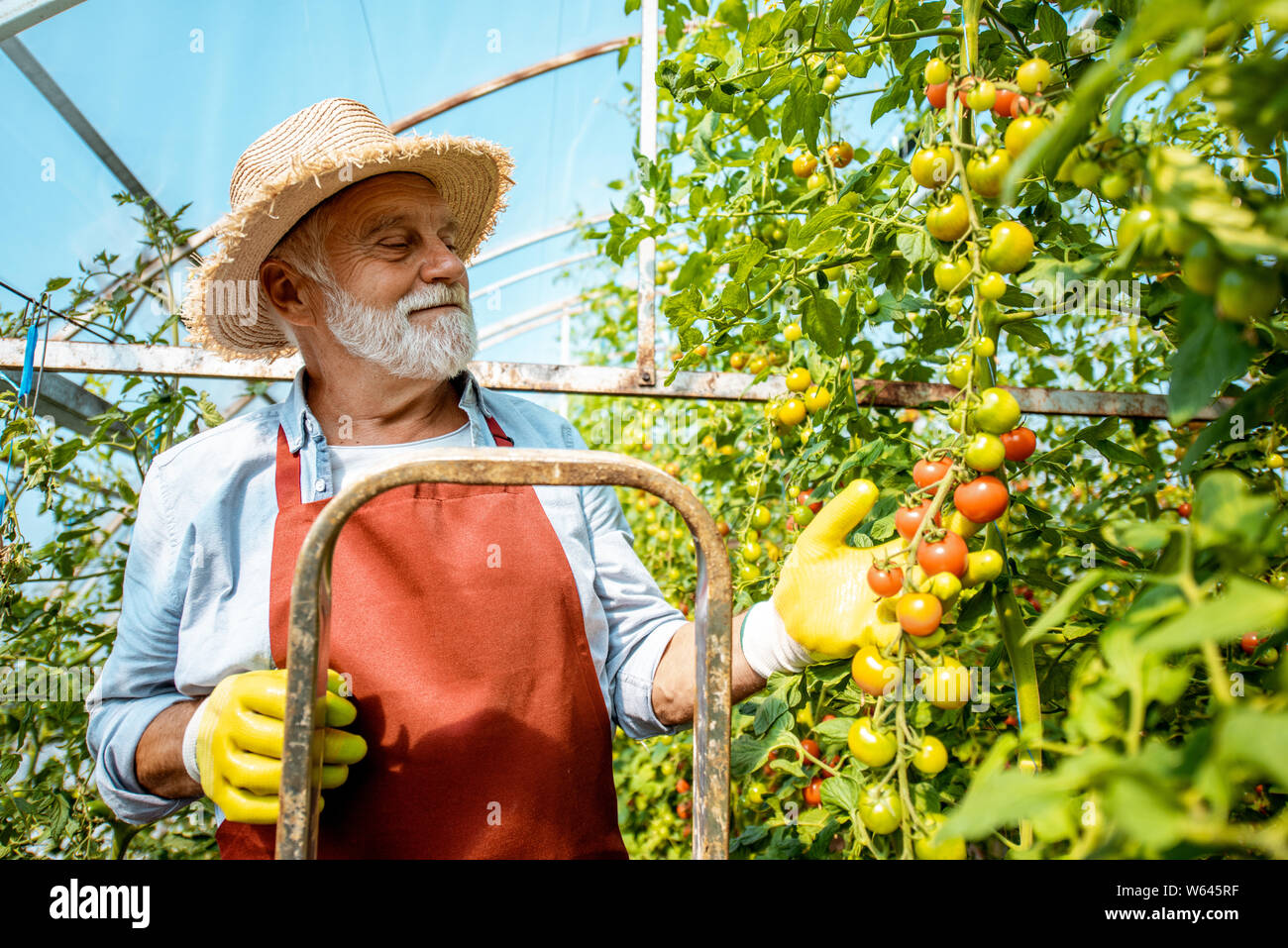 Portrait of a well-dressed senior man, standing on a ladder as an agronomist taking care of tomato plantation on a small agricultural farm Stock Photo