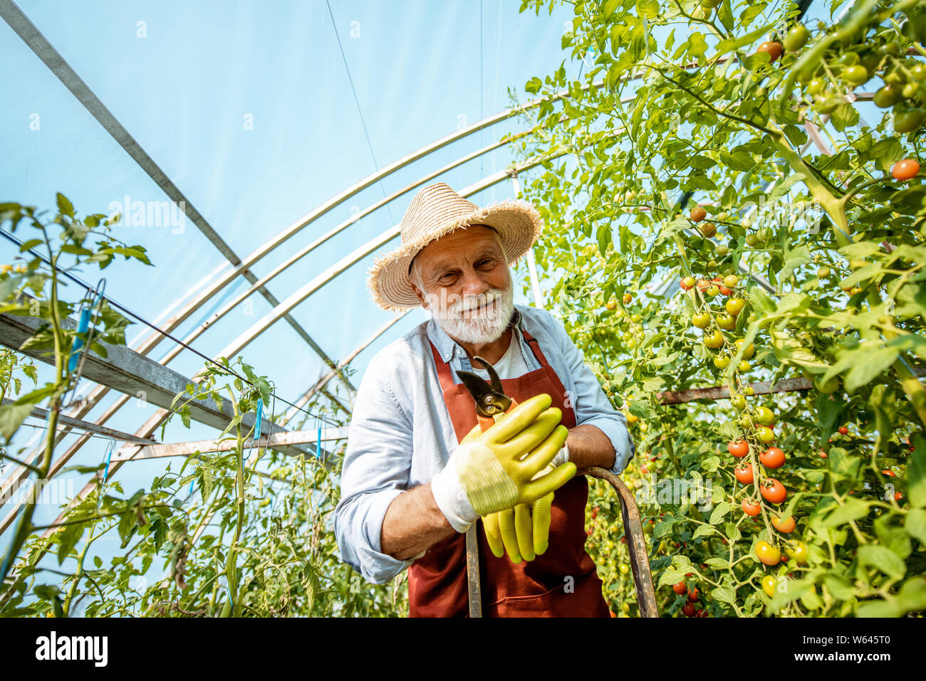 Portrait of a well-dressed senior man, standing on a ladder as an agronomist taking care of tomato plantation on a small agricultural farm Stock Photo