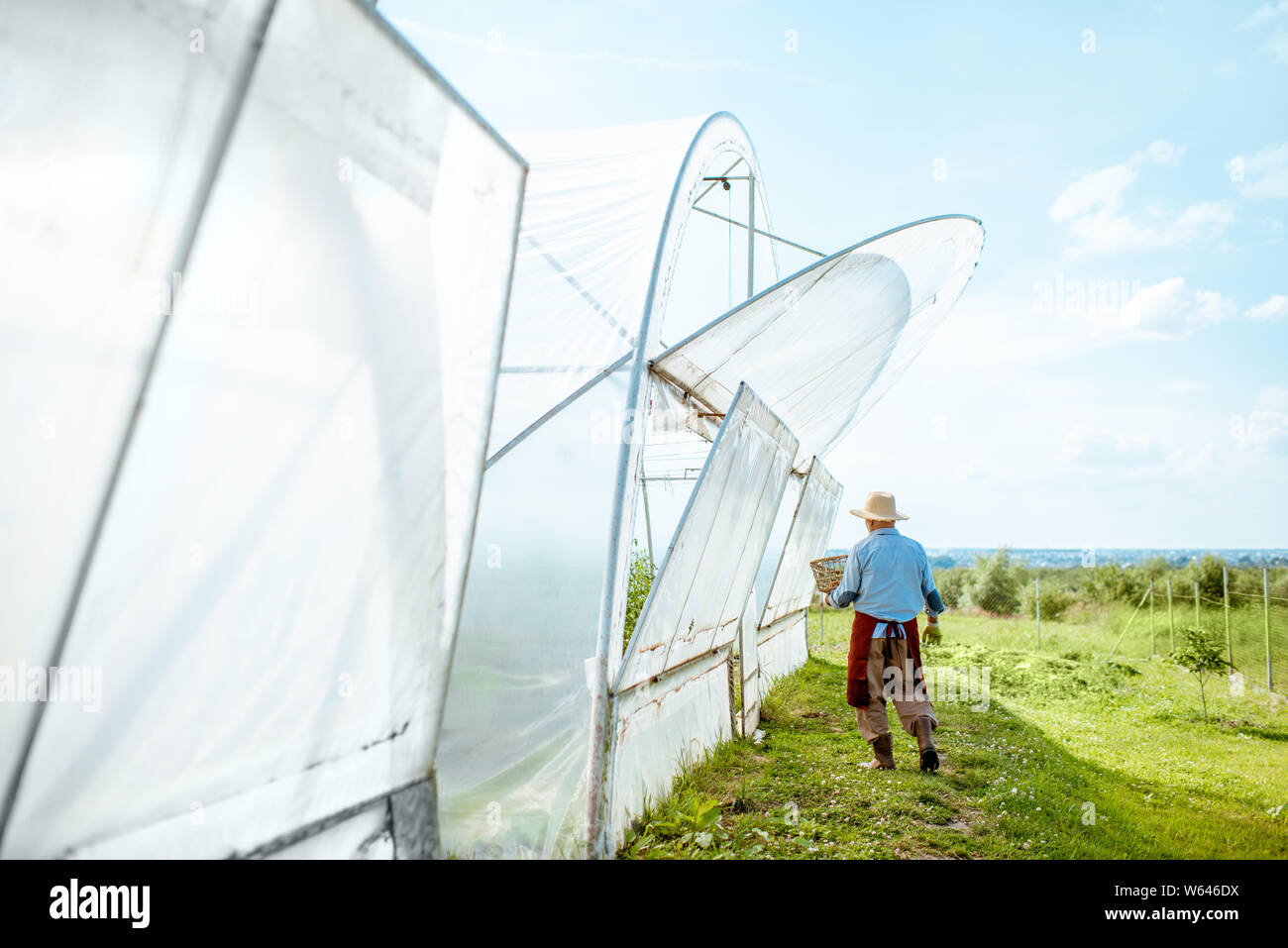 Agricultural farm with greenhouses and senior man walking outdoors