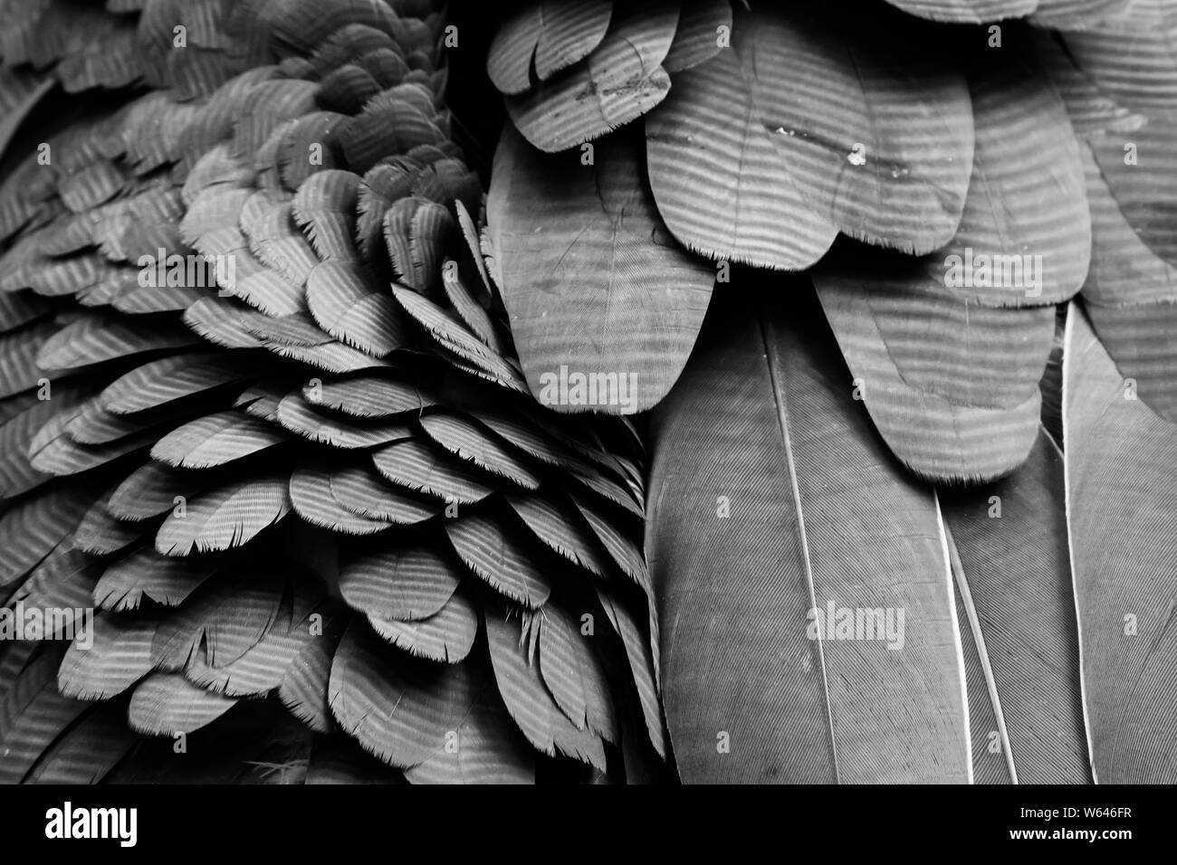 Background pattern of black feathers. Black Feather. Background feather