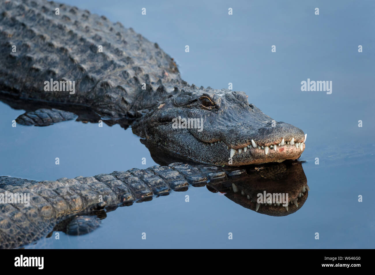 Alligator with his head resting on another's tail in reflective blue water Stock Photo