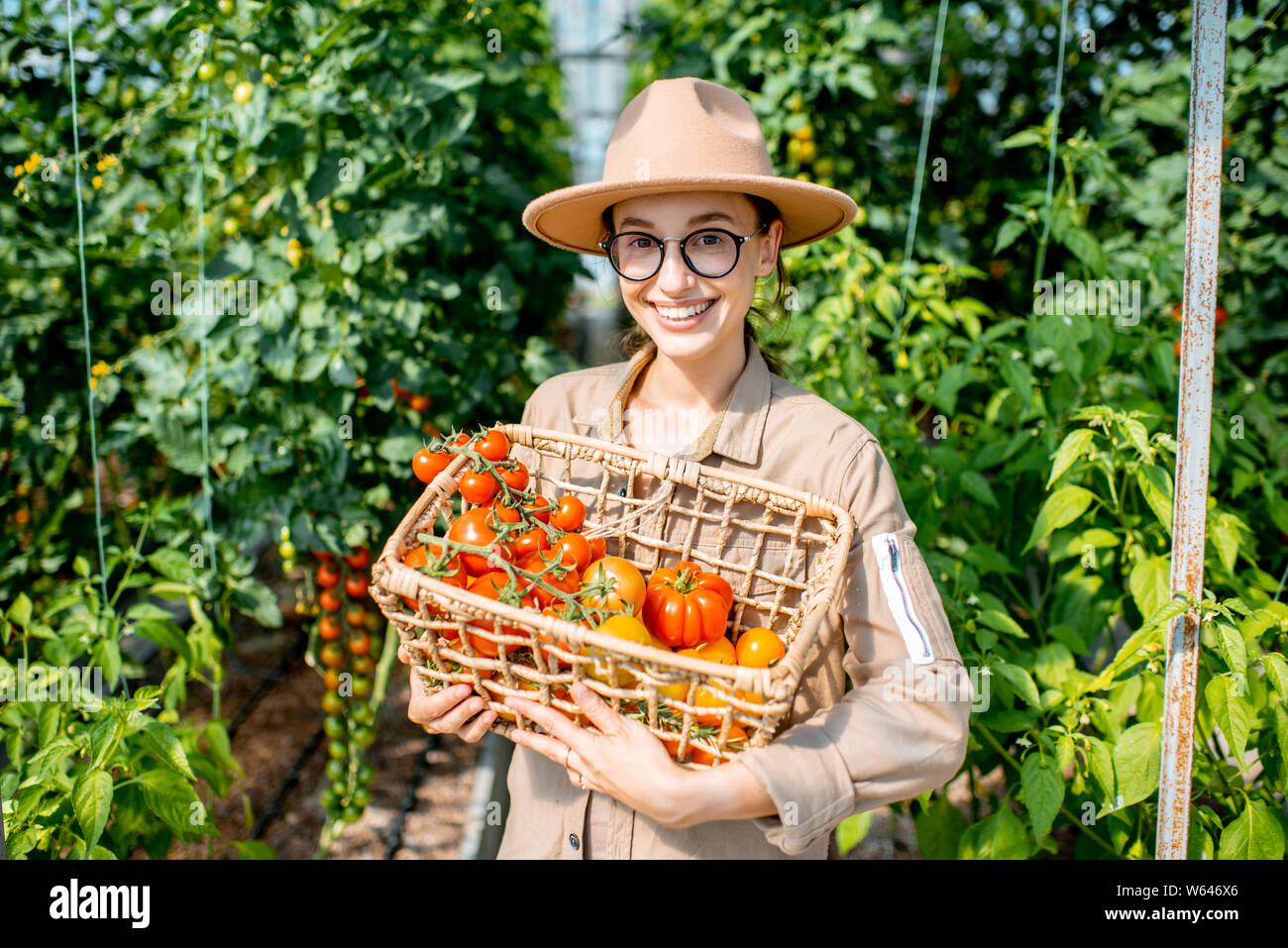 Portrait of a young woman with a basket full of freshly plucked tomatoes, harvesting in the greenhouse of a small agricultural farm Stock Photo