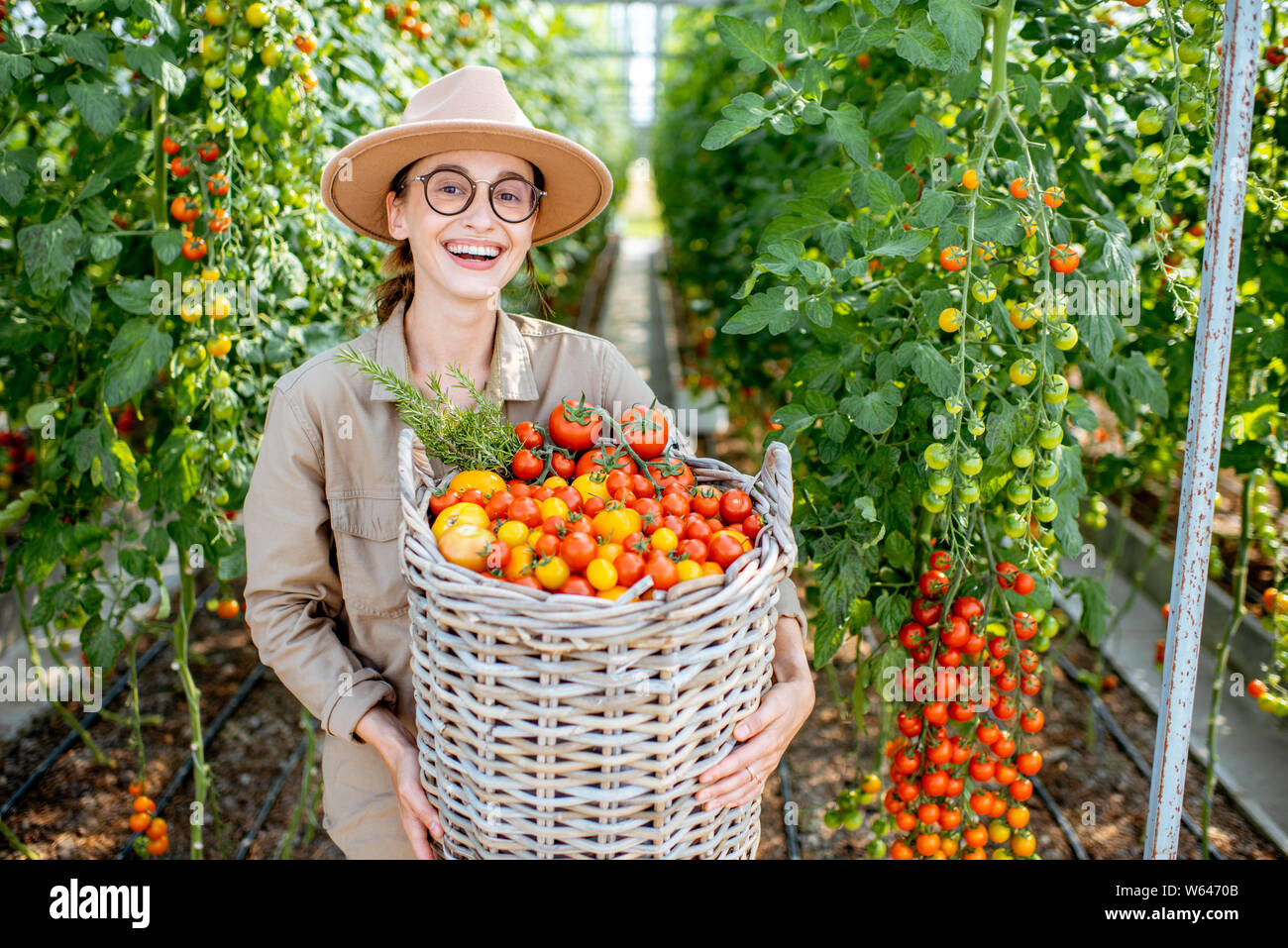 Portrait of a young woman with a huge basket full of freshly plucked tomatoes. Harvesting in the greenhouse of a small agricultural farm Stock Photo