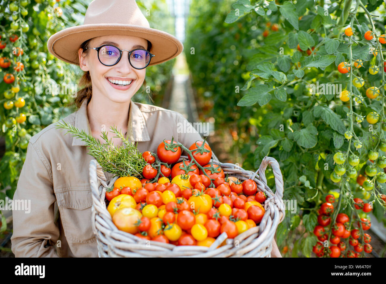 Portrait of a young woman with a huge basket full of freshly plucked tomatoes. Harvesting in the greenhouse of a small agricultural farm Stock Photo