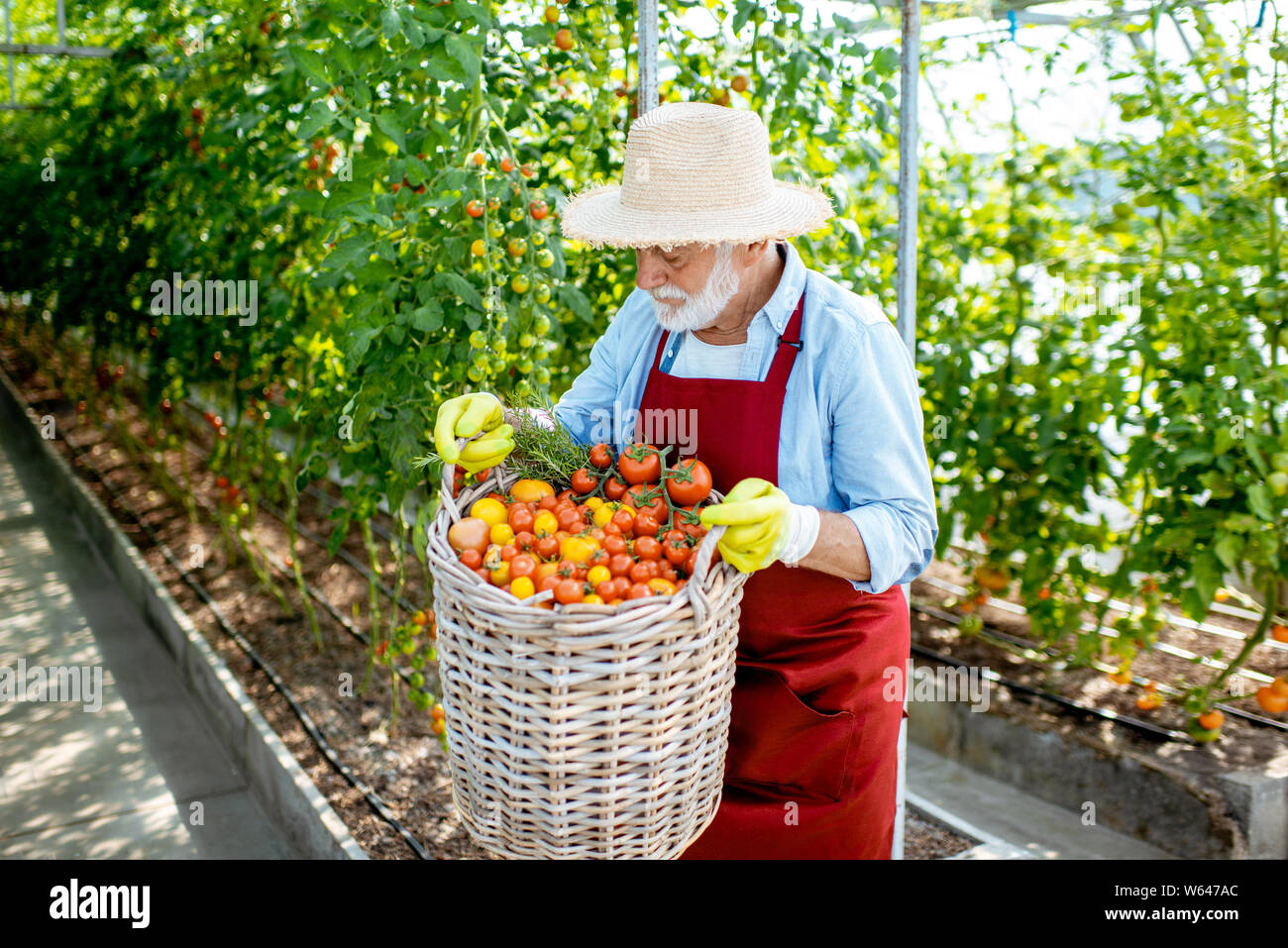 Portrait of a handsome well-dressed senior man with a basket full of freshly plucked tomatoes, harvesting in the greenhouse of a small agricultural fa Stock Photo