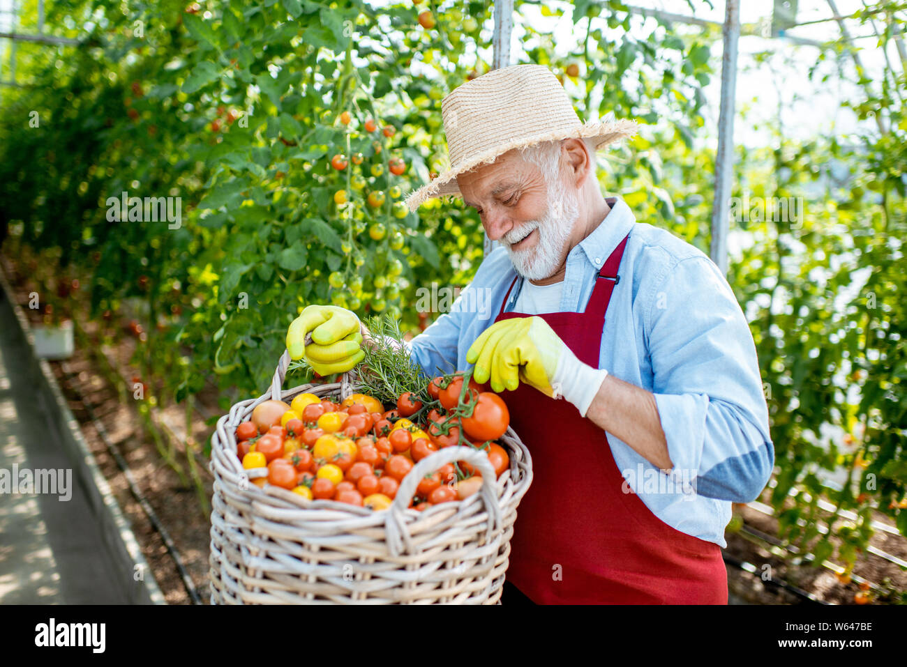 Portrait of a handsome well-dressed senior man with a basket full of freshly plucked tomatoes, harvesting in the greenhouse of a small agricultural fa Stock Photo