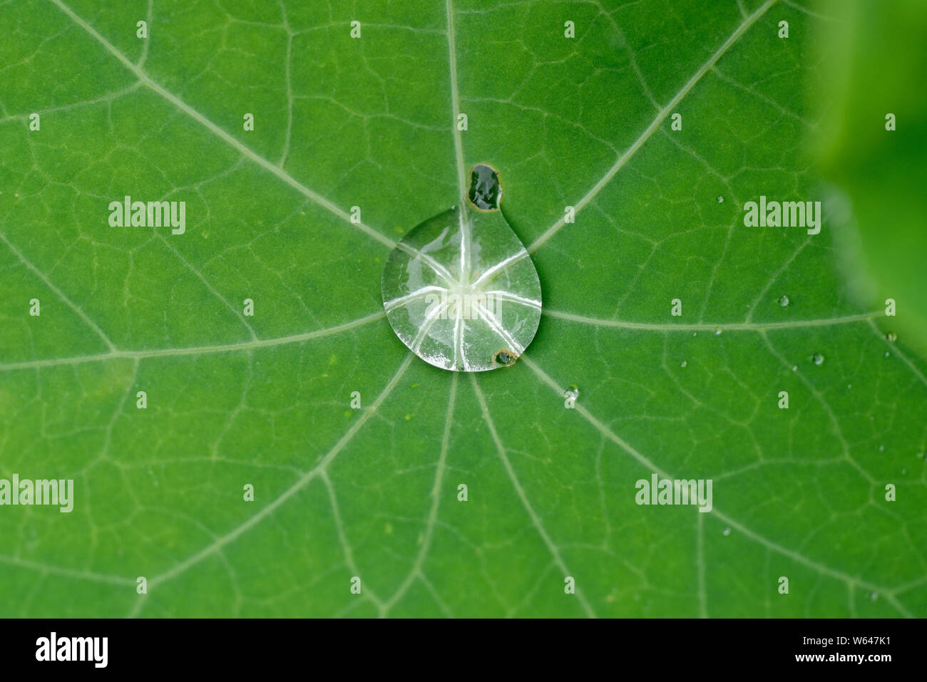 Rain water droplet on a green nasturtium leaf. surface tension. Stock Photo