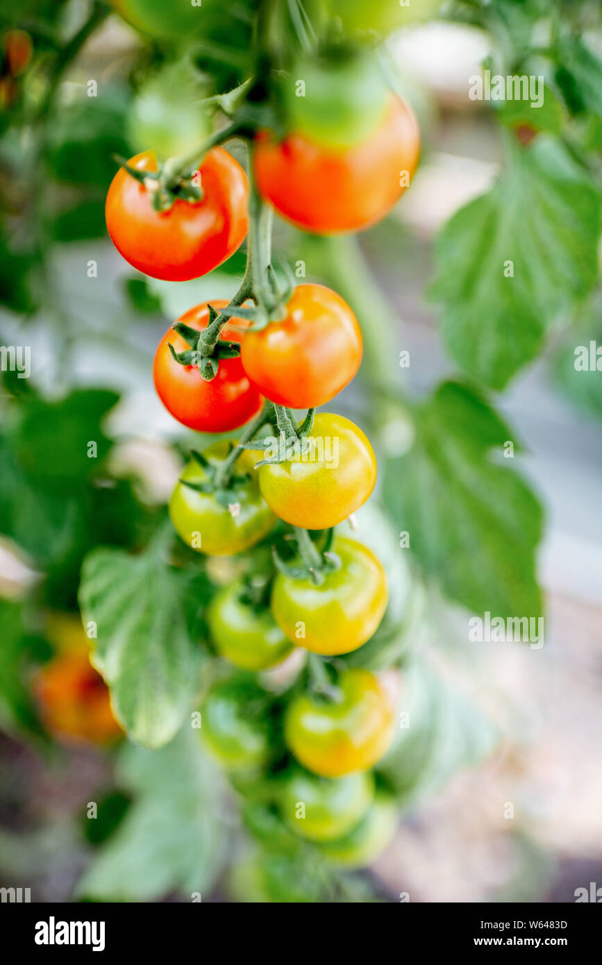 Branch with growing cherry tomatoes on the organic plantation, close-up view Stock Photo