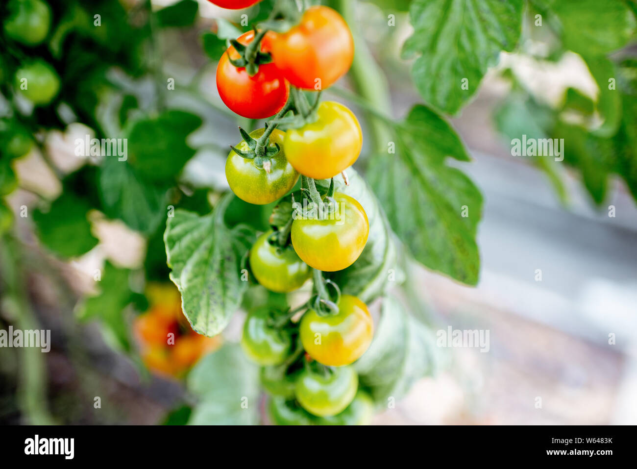 Branch with growing cherry tomatoes on the organic plantation, close-up view Stock Photo