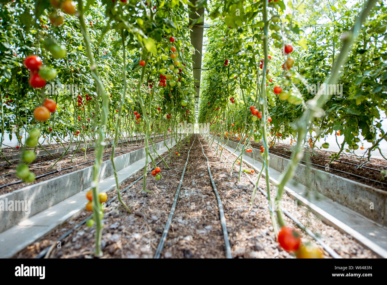 Rows with cherry tomatoes branches growing on the organic farm Stock ...