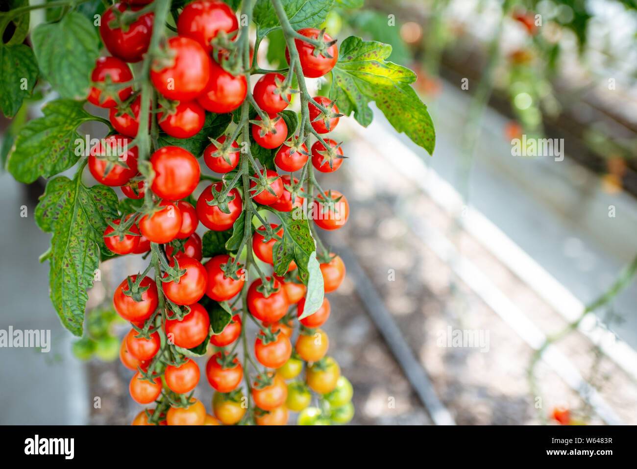 Branch with lots of growing cherry tomatoes on the organic plantation, close-up view Stock Photo