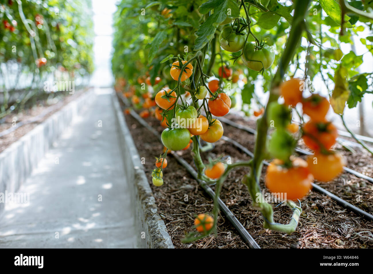 Rows with cherry tomatoes branches growing on the organic farm Stock Photo