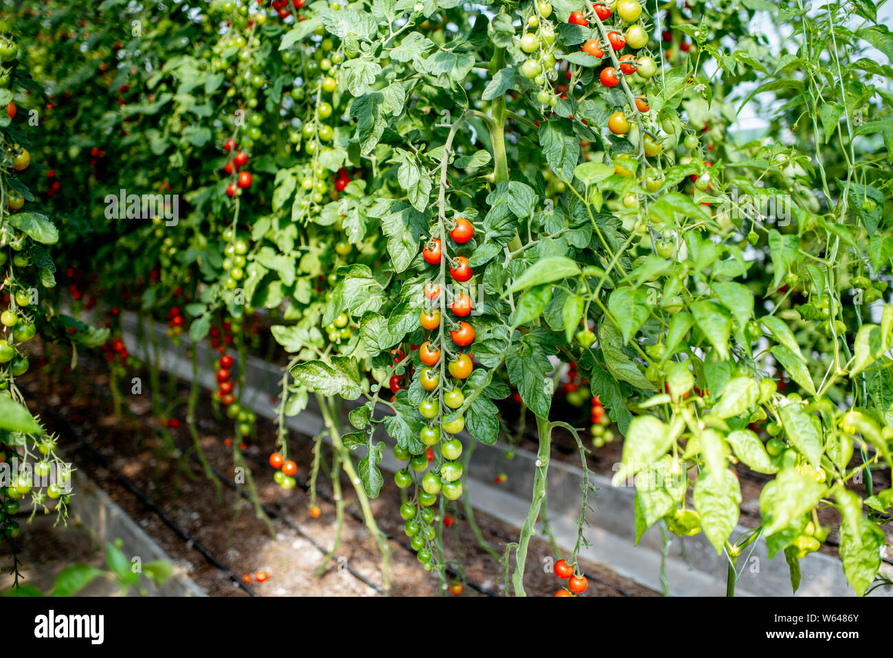 Branches with growing cherry tomatoes on the organic plantation, close-up view Stock Photo
