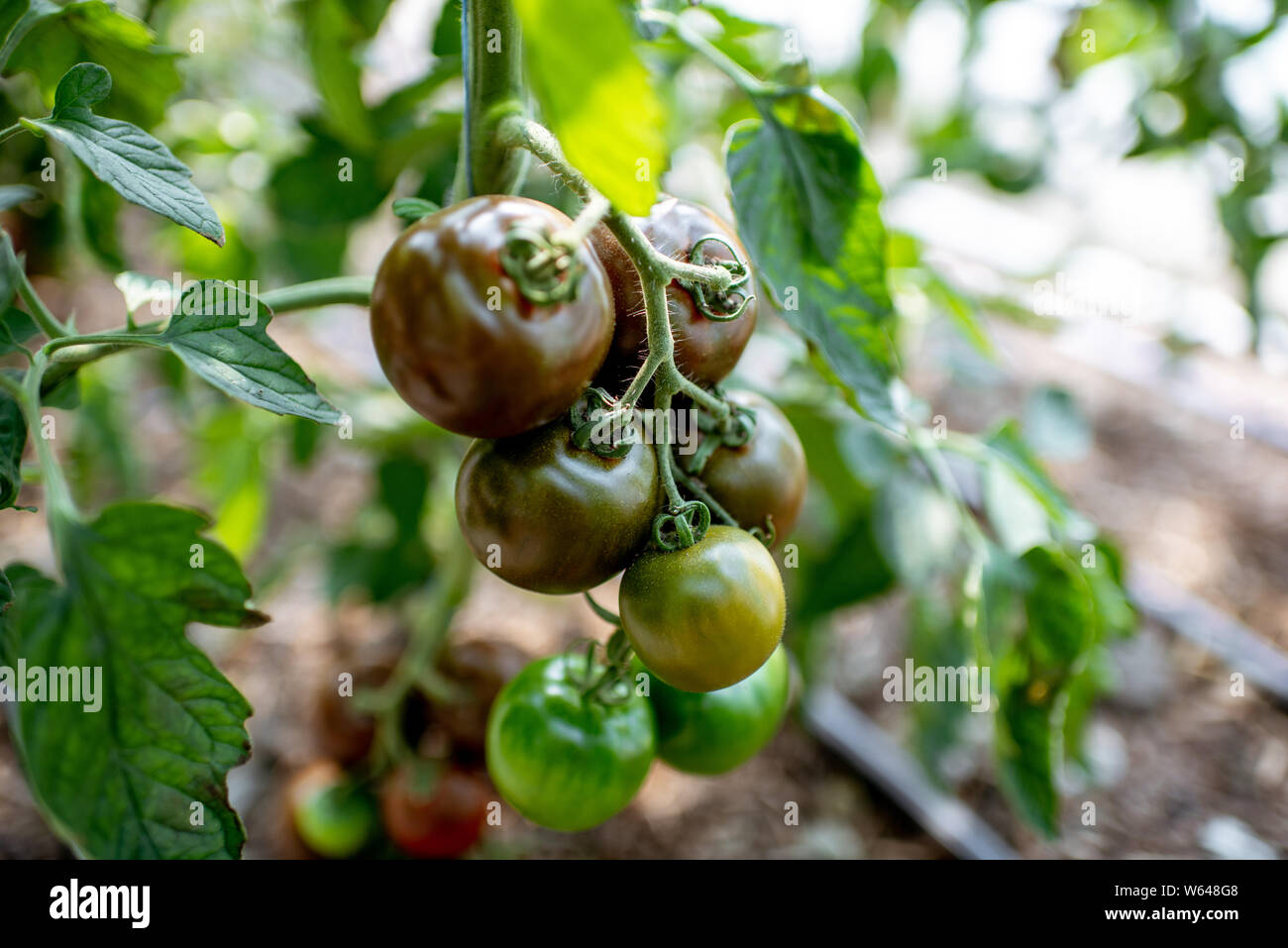 Branch with growing black tomatoes on the organic plantation, close-up view Stock Photo