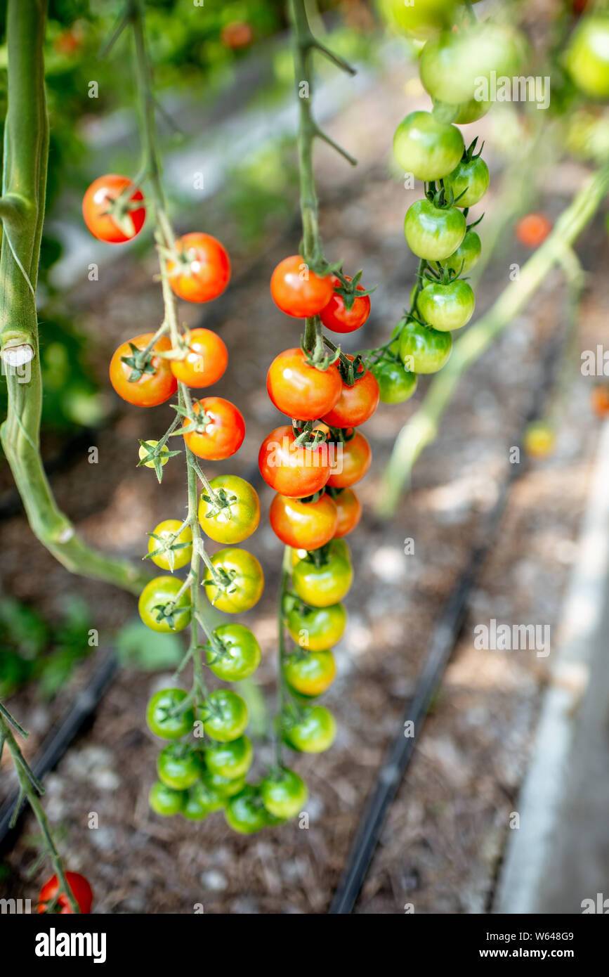Branches with growing cherry tomatoes on the organic plantation, close-up view Stock Photo