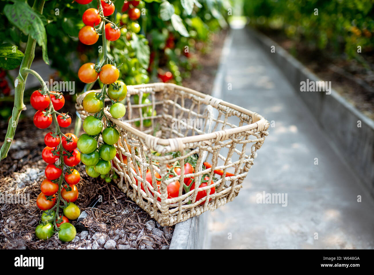 Branches with growing cherry tomatoes and basket with freshly plucked harvest on the organic plantation Stock Photo