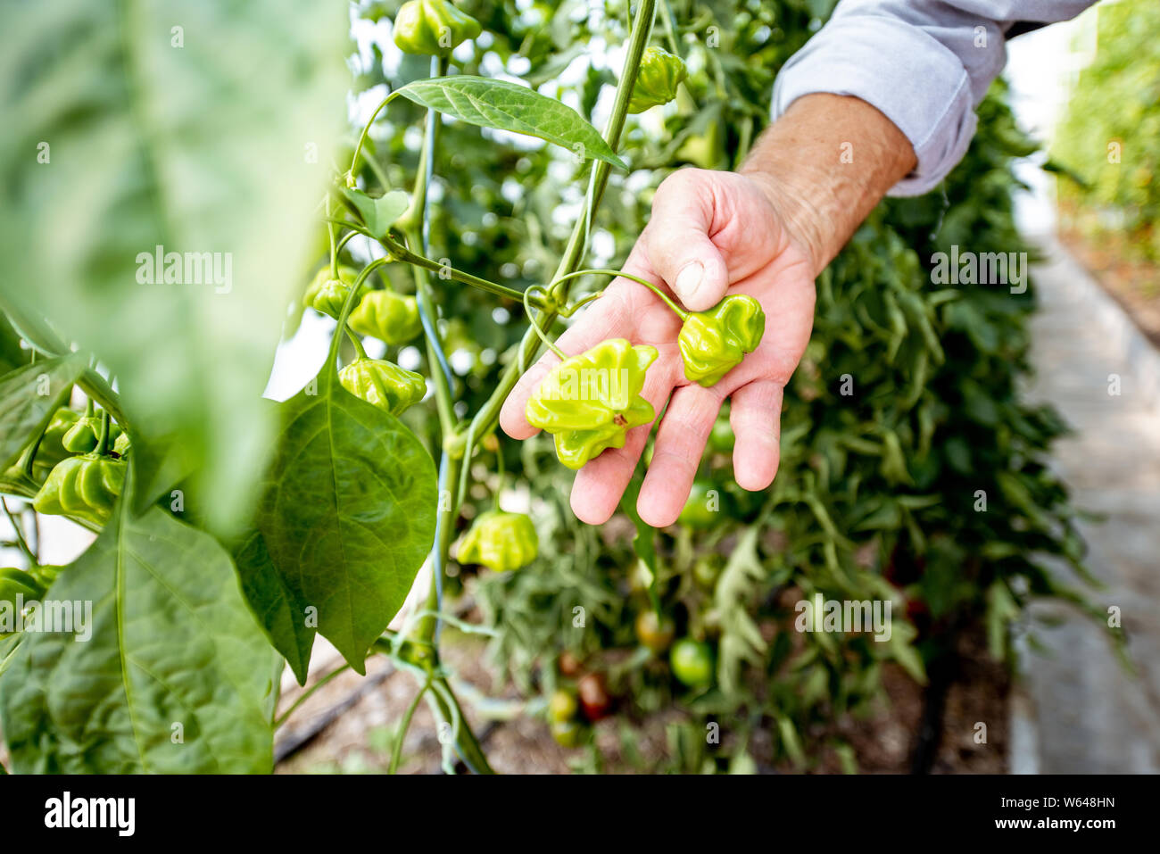 Organic plantation with growing star shaped green peppers, ready to harvest, close-up view Stock Photo
