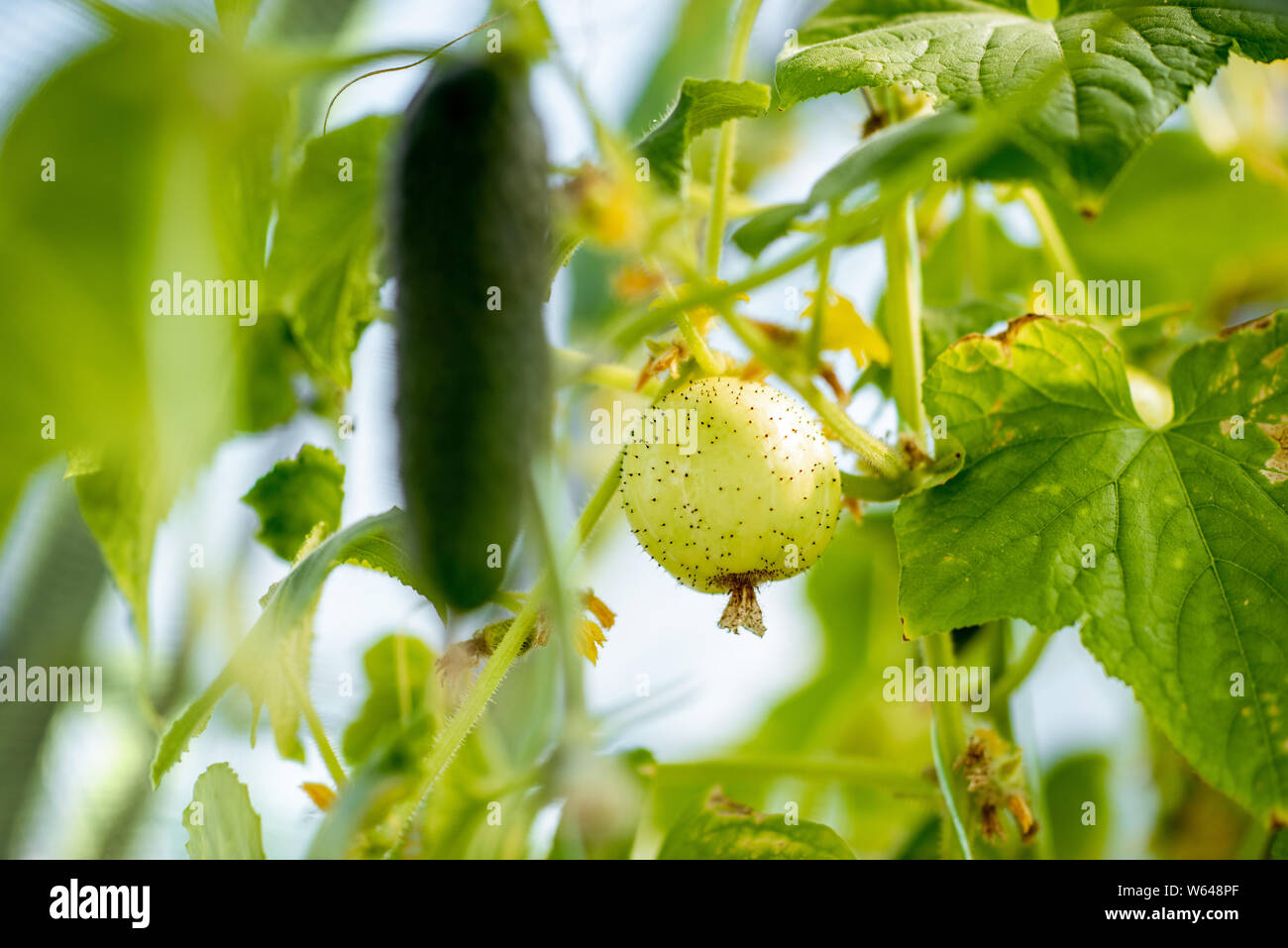 Lemon cucumber growing on the organic farm, close-up view Stock Photo