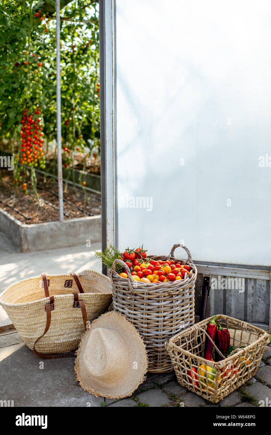 Baskets filled with freshly plucked tomatoes on the organic farm Stock Photo
