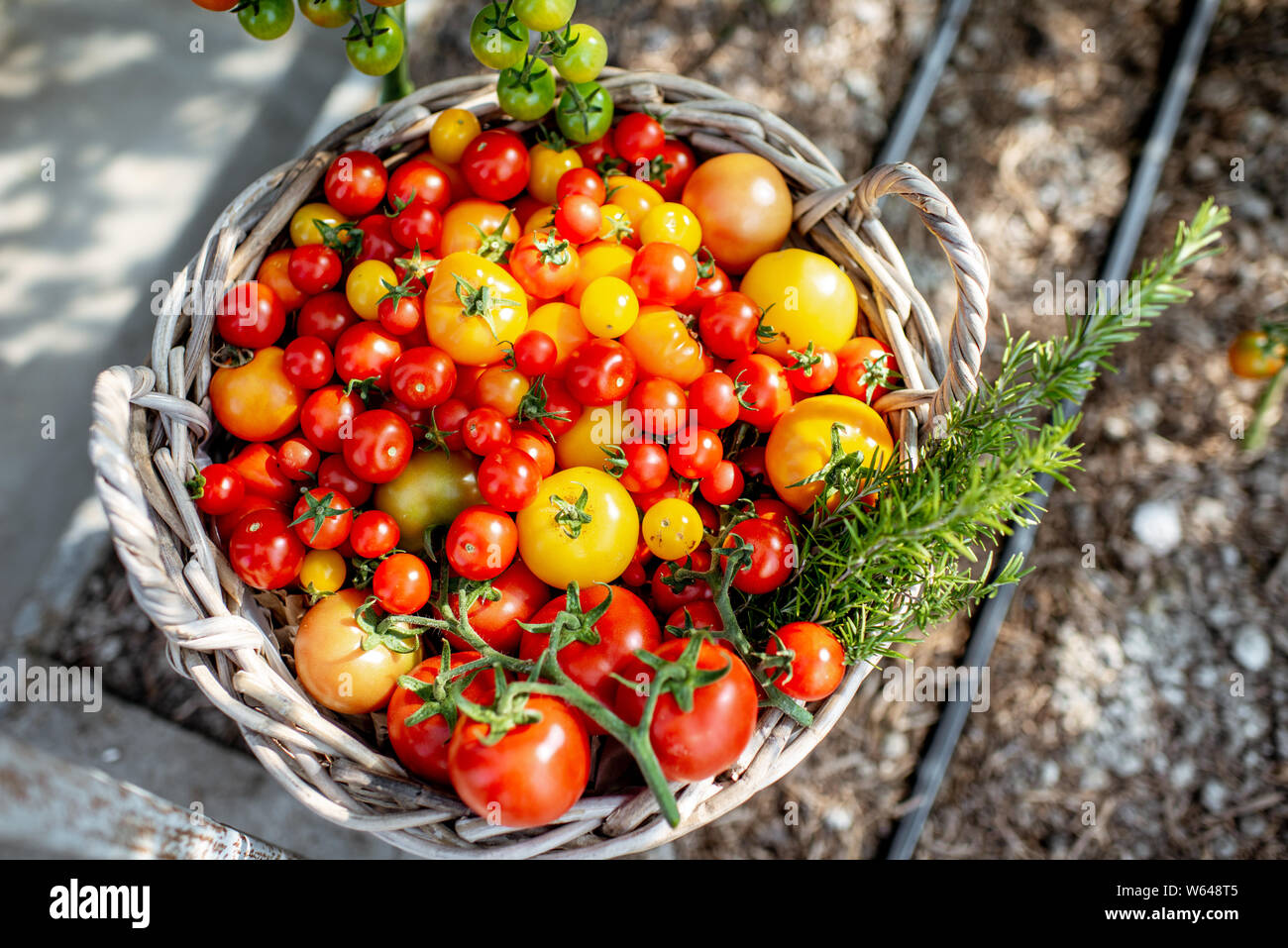 Rich harvest with lots of freshly plucked cherry tomatoes on the organic farm Stock Photo