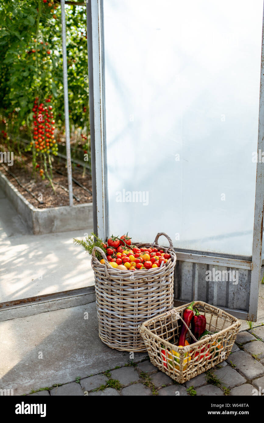 Baskets filled with freshly plucked tomatoes on the organic farm Stock Photo