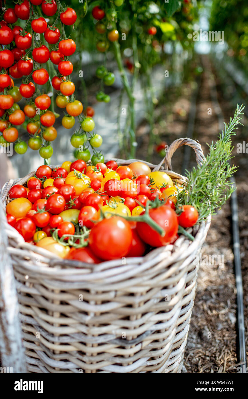 Rich harvest with lots of freshly plucked cherry tomatoes on the organic farm Stock Photo