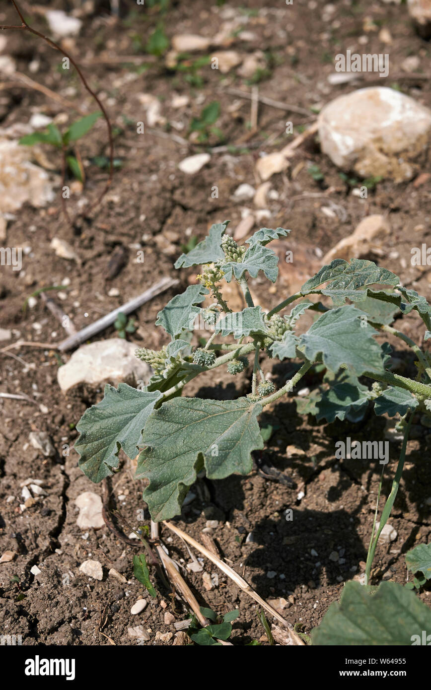 Maurelle Chrozophora tinctoria plant close up Stock Photo - Alamy