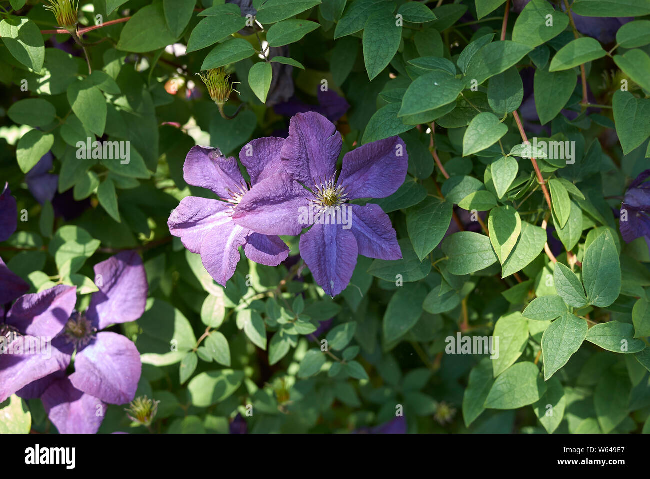 Clematis viticella purple flower close up Stock Photo