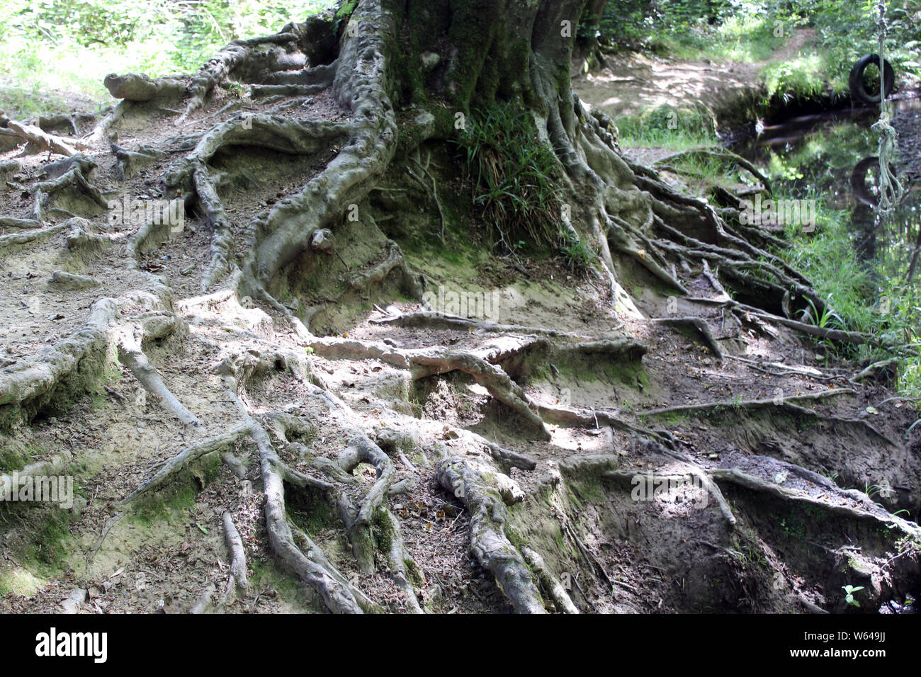 old tree roots in the ground Stock Photo Alamy