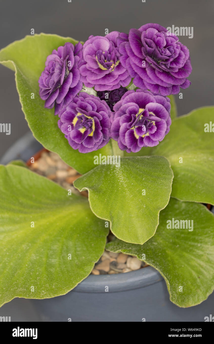 Double primula auricula 'Xavier' Stock Photo